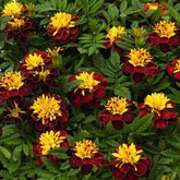 Park Seed Super Hero Spry Marigold burgundy-gold crested bloom for borders