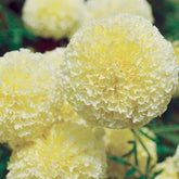 Park Seed White Swan marigold bloom close-up in creamy white, ideal for bouquets.