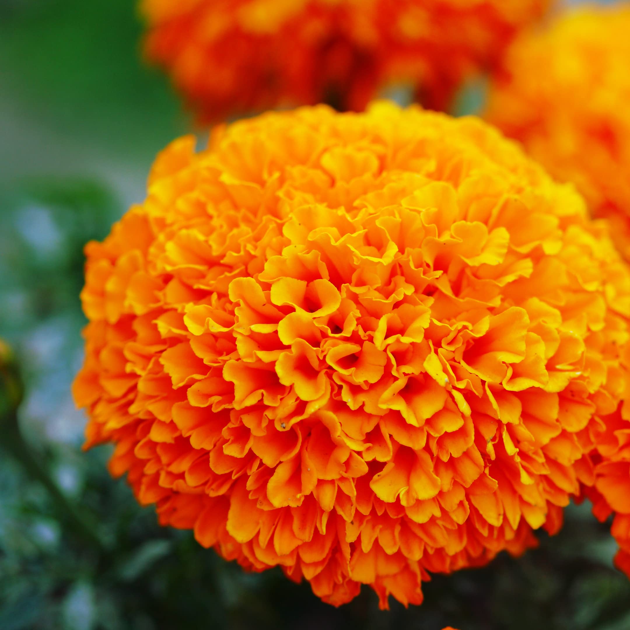 Park Seed Whopper Orange marigold seeds with giant blooms for beds and borders