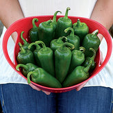 Park Seed Whopper peppers on the plant ready to harvest for salsa and grilling.
