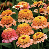 Park Seed Zinderella Peach bloom close-up showcasing peach petals and cream halo, vibrant ornament for beds.