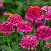 Park Seed Zinnia Zinderella Purple bloom close-up for vibrant garden color.