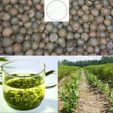 PeavyTailor camellia sinensis seeds pack for home tea garden growth.