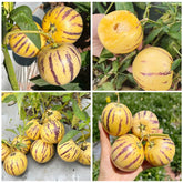 Pepino Melon Seeds indoors seedling start supports healthy germination.