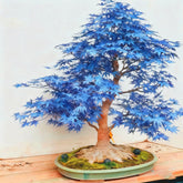 Perennia Plants bonsai blue maple seeds pack ready for home bonsai projects.