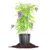 PERFECT PLANTS Amethyst Falls Wisteria bloom adds color and fragrance to outdoor spaces.
