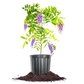 Perfect Plants Amethyst Falls Wisteria Vine in pot ready for quick landscape planting.