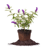 Perfect Plants Black Knight butterfly bush 1 gal pot with deep purple blooms attracting pollinators.