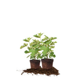 PERFECT PLANTS Chicago Hardy fig tree in a 1 gallon pot, self-pollinating and ready for fruiting.