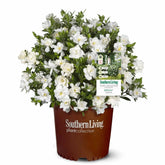 Perfect Plants Jubilation Gardenia with fragrant white blooms brighten outdoor spaces