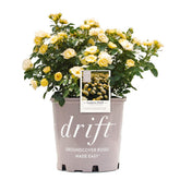 Perfect Plants Lemon Drift Rose Bush 1gal close-up yellow bloom for bright garden color