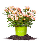 Perfect Plants Peach Drift Rose blooms brighten sunny borders with peach tones.