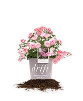 Perfect Plants Sweet Drift bloom closeup showing pink flowers for sunny borders.
