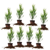 Perfect Plants Thuja Green Giant 2ft 8-pack in nursery pots for quick privacy screening.