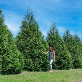 Perfect Plants Thuja Green Giant liner ready for instant privacy and windbreak.