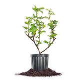 Perfect Plants Triple Crown blackberry bush in a 1-gallon pot ready for outdoor planting.