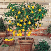 Perfume Lemon Seeds seed packet for home gardeners seeking fragrant lemon growth.