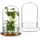 Perthlin glass terrarium two-piece dome for an elegant home plant display.