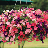 Petunia Seeds mixed colors ready for pots and beds, delivering vibrant summer color.