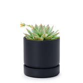 Phoenix Vine 4-inch planter with drainage hole and saucer enables bottom watering for healthy indoor plants.