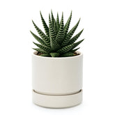 Phoenix Vine 4-inch planter with drainage hole and saucer for bottom watering.