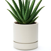 Phoenix Vine 6-inch oatmeal planter front view for stylish indoor decor.