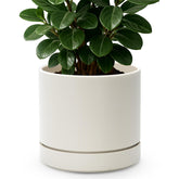 Phoenix Vine 8 inch planter front view complements indoor decor with a durable ceramic-like finish.