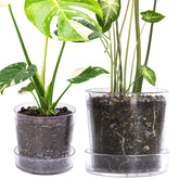 Phoenix Vine clear acrylic planter 6.5-inch with tray shows root growth and neat display