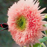 Pink Pooh Sunflower Seeds show distinctive pink blooms for vibrant garden borders.