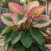 PIPA PAPA Colocasia seeds 40-pack ready for germination and lush foliage.