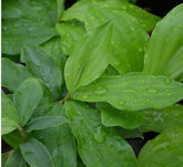 PIPA PAPA insulin plant seeds packaging ready for easy home planting.