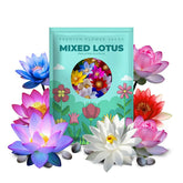 PIPA PAPA lotus seeds mixed blooms brighten ponds and bowls.
