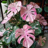 PIPA PAPA Monstera seeds pack close-up for indoor gardening