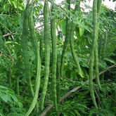 PIPA PAPA Moringa seeds pack for starting a home kitchen garden.
