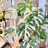 PIPA PAPA variegated Monstera seeds pack ready for easy home sowing and tropical decor