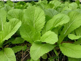 PL Organic Garden mustard green seed packet ready for quick harvest