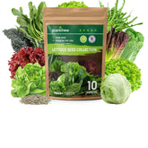 PLANTMEW heirloom lettuce seeds collection pack ready for home garden planting