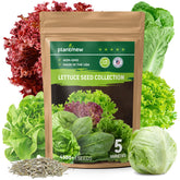PlantMew heirloom lettuce seeds pack – five varieties for home gardens