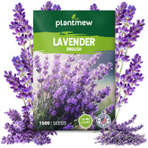 PLANTMEW English Lavender Seeds pack ready for planting with high germination.