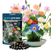 PLANTMEW lotus seeds in water-start setup for easy aquatic gardening.