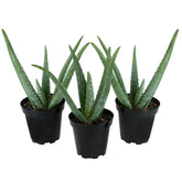 Plants for Pets Aloe Vera 3-pack front view, easy-care succulents.