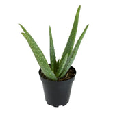 Plants for Pets Aloe vera succulent in a 3-5 inch pot, easy care for beginners.