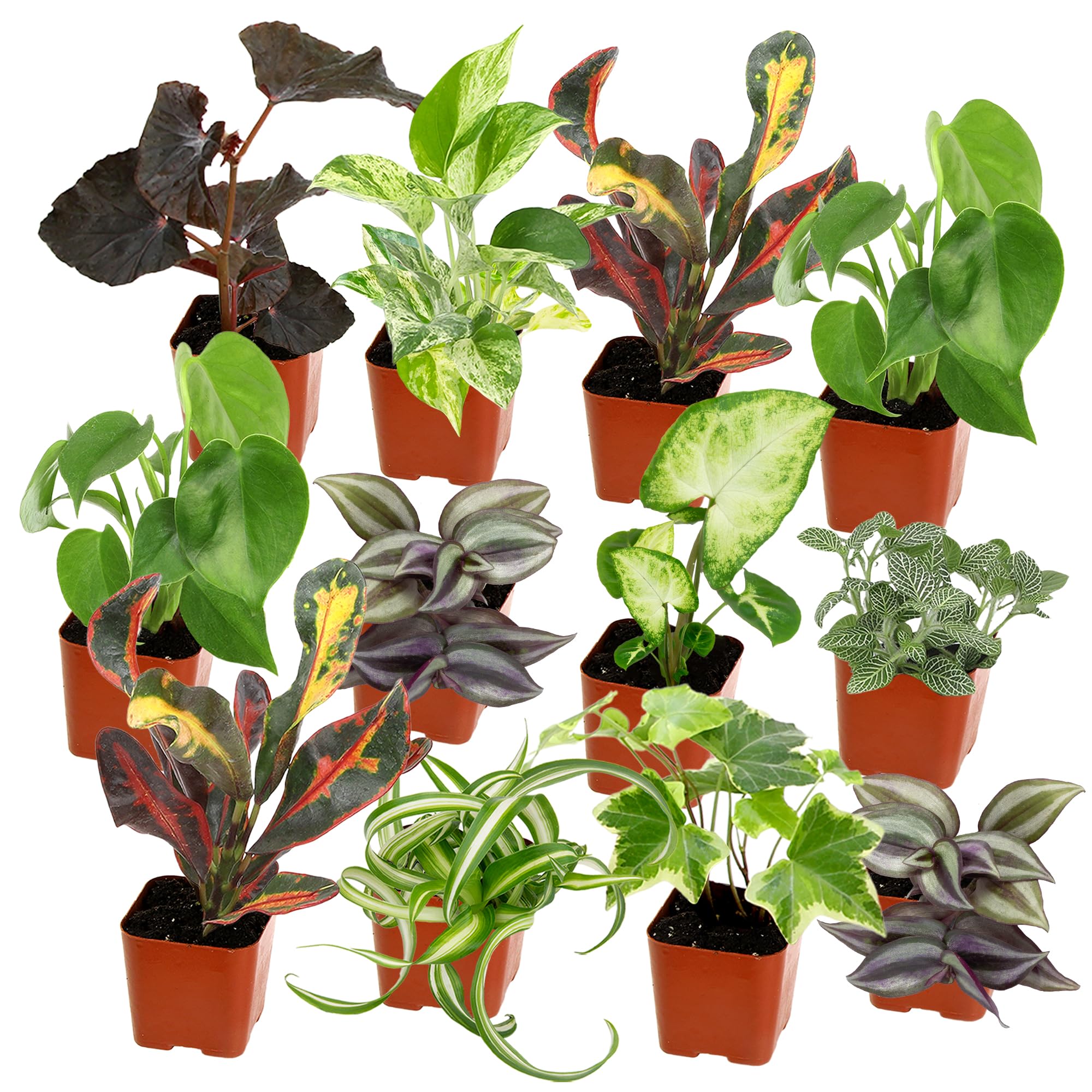 Plants for Pets 12-pack live houseplants in 2-inch pots ideal for desks and shelves.