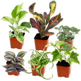 Plants for Pets easy grow houseplants 6pk packaging ready for display.