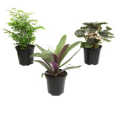 Plants for Pets snake plant in pot, a durable, low-maintenance desk companion.