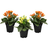 Plants for Pets Florist Kalanchoe orange bloom in pot offers vibrant color for living spaces