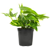 Plants for Pets Golden Pothos leaf close-up with variegation, ideal for airy, low-maintenance decor.