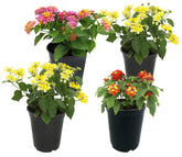 Plants for Pets lantana flower clusters in vibrant colors attract pollinators.