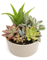 Plants for Pets live succulents in taupe planter ready to display vibrant color.