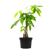 Plants for Pets money tree braided trunk in a 6-inch pot, ideal for indoor decor.